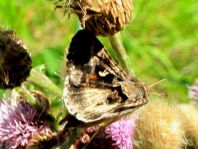 Autographa sp
