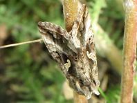 Gammaeule, Autographa gamma