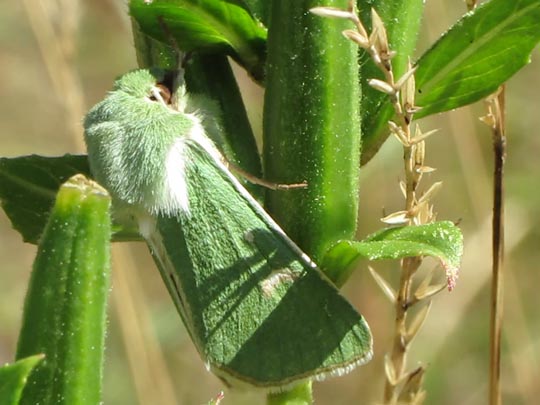 Calamia tridens, Grüneule
