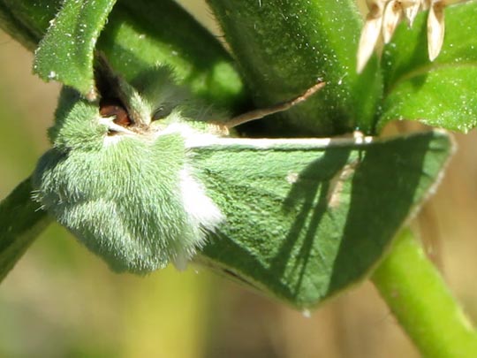 Calamia tridens, Grüneule