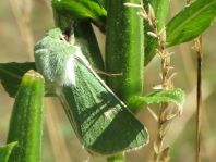 Calamia tridens, Grüneule