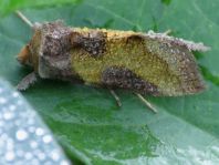 Diachrysia chrysitis Komplex