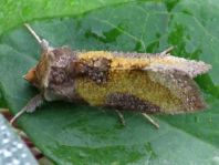 Diachrysia chrysitis Komplex