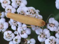 Eilema sp.