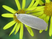 Eilema sp.