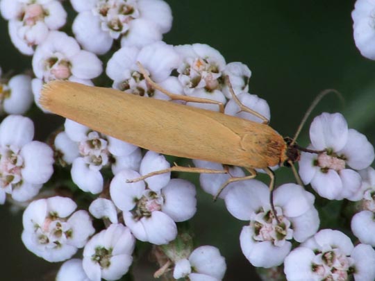 Eilema sp.