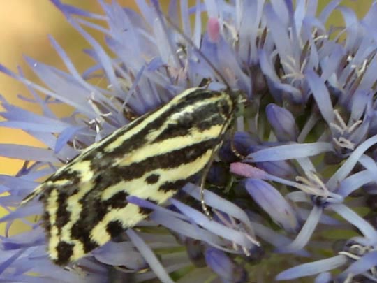 Emmelia trabealis, Ackerwinden-Bunteulchen