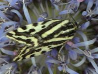 Emmelia trabealis, Ackerwinden-Bunteulchen
