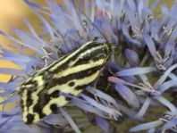 Emmelia trabealis, Ackerwinden-Bunteulchen