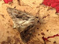 Noctuidae