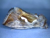 Macdunnoughia confusa, Schafgarben-Silbereule