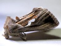 Macdunnoughia confusa, Schafgarben-Silbereule