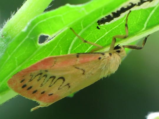 Miltochrista miniata, Rosen-Flechtenbärchen