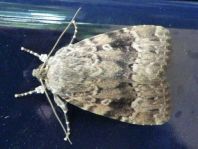 Amphipyra sp.