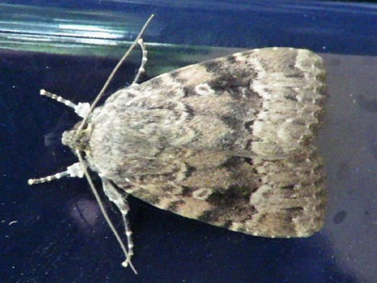 Amphipyra