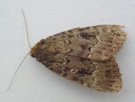 Amphipyra sp.