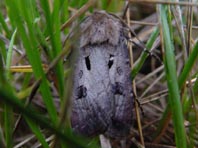 Ausrufungszeichen, Gemeine Graseule, Agrotis exclamationis
