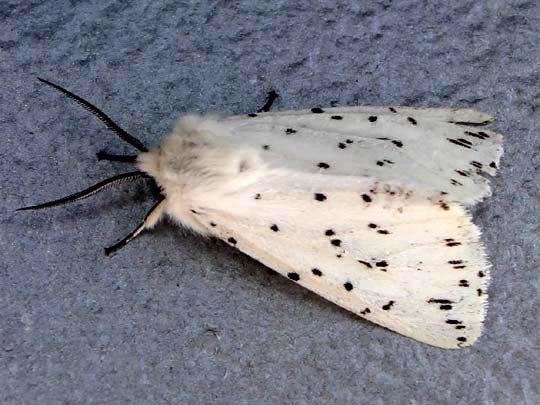 Spilosoma lubricipeda, Breitflügeliger Fleckleibbär