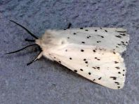 Spilosoma lubricipeda, Breitflügeliger Fleckleibbär