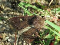 Xestia xanthographa, Braune Spätsommer-Bodeneule