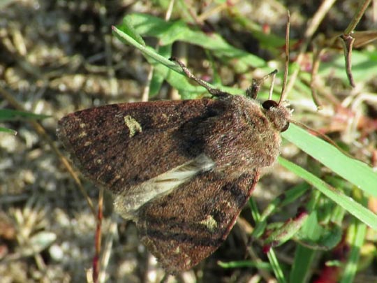 Xestia xanthographa, Braune Spätsommer-Bodeneule