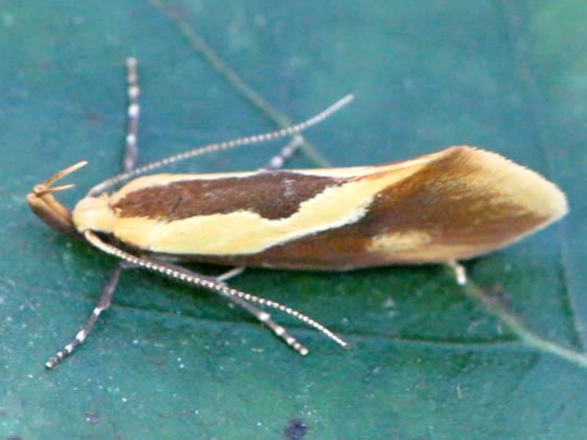 Harpella forficella