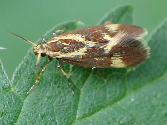 Oecophoridae
