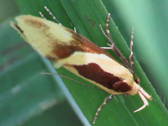 Harpella forficella