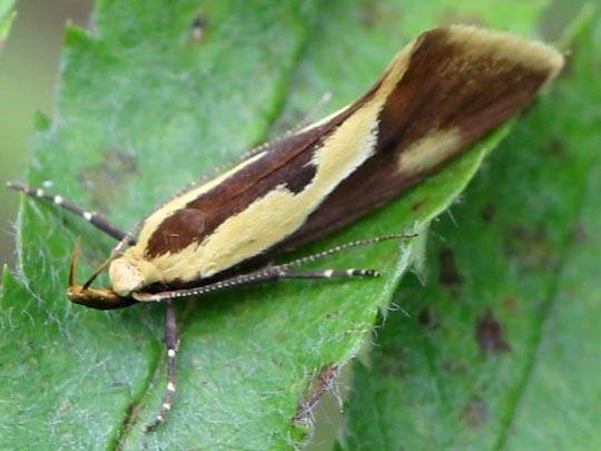 Harpella forficella