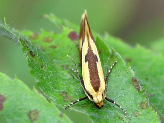 Harpella forficella
