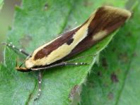 Harpella forficella