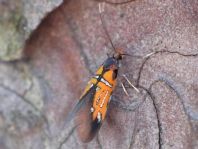 Schiffermuelleria schaefferella