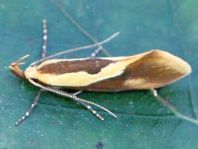 Harpella forficella