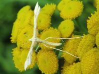 Pterophoridae