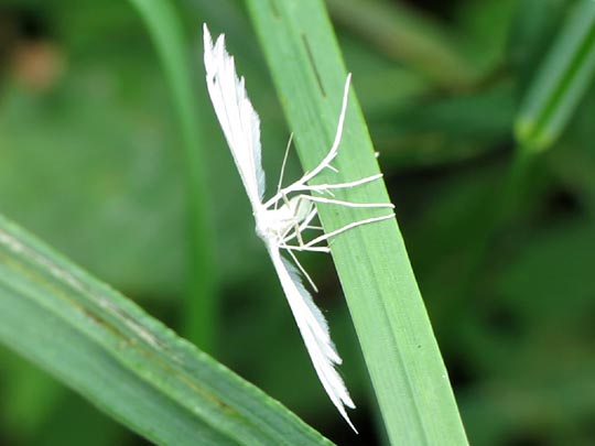 Pterophoridae, Federmotten