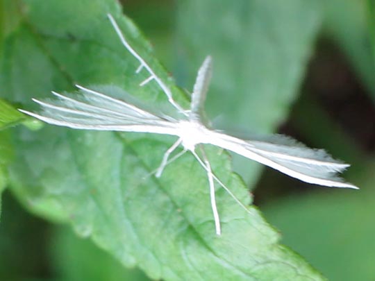 Pterophoridae, Federmotten