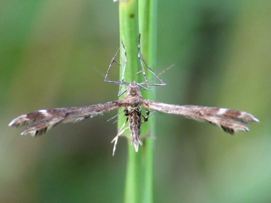Pterophoridae, Federmotten