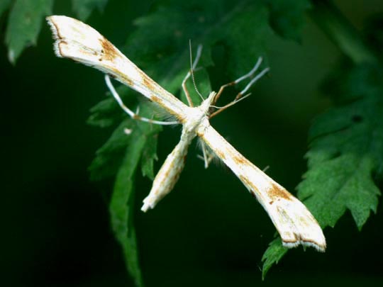 Pterophoridae