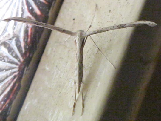 Pterophoridae, Federmotten