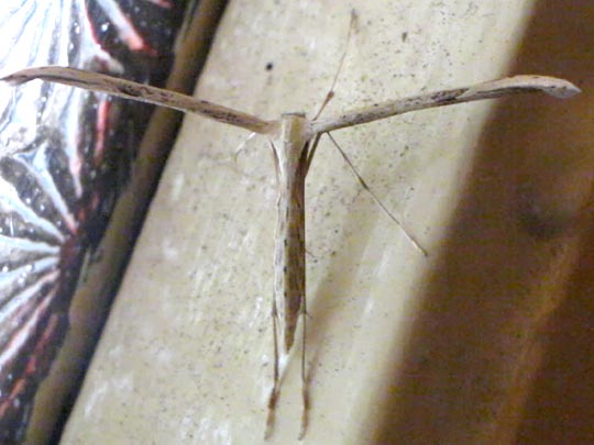 Pterophoridae, Federmotten