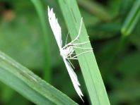 Pterophoridae