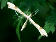 Pterophoridae