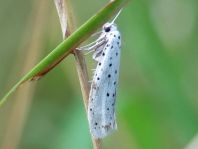 Yponomeuta