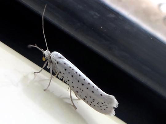 Yponomeuta evonymella, Traubenkirschen-Gespinstmotte