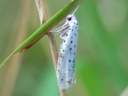 Yponomeuta