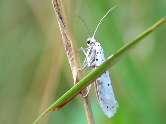 Yponomeuta