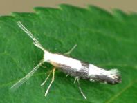 Argyresthia spinosella, Schlehenknospenmotte