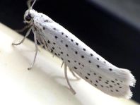 Yponomeuta evonymella, Traubenkirschen-Gespinstmotte