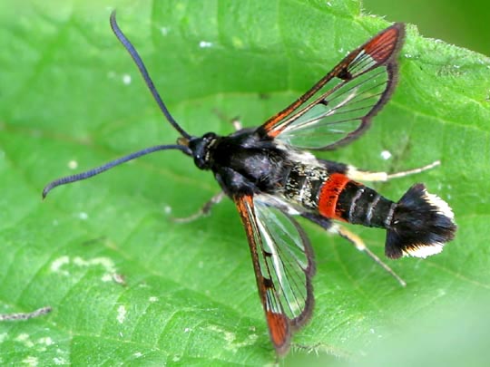 Synanthedon formicaeformis