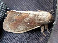 Dendrolimus pini, Kiefernspinner